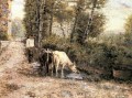 Cows Watering At A Quiet Pool country Eugenio Zampighi